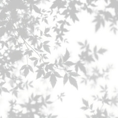 shadow overlay effect. Gray shadow of leaves isolated on white background. Plant foliage leaf shadow light effect. Mockup Blurred tree branch shadow. Ideal for summer spring design elements PNG 