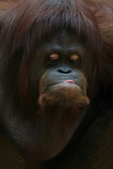portrait of orangutan sticking out tongue