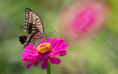 花の蜜を吸うアゲハチョウ