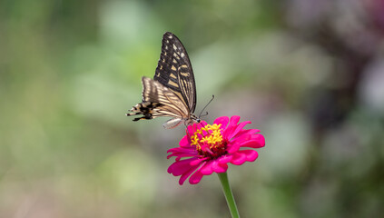 花の蜜を吸うアゲハチョウ