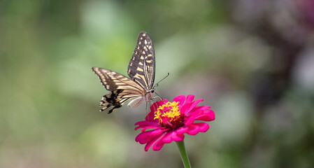 花の蜜を吸うアゲハチョウ