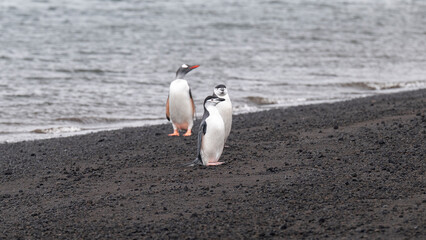 Photographing gentoo and Chinstrap penguin behavior.