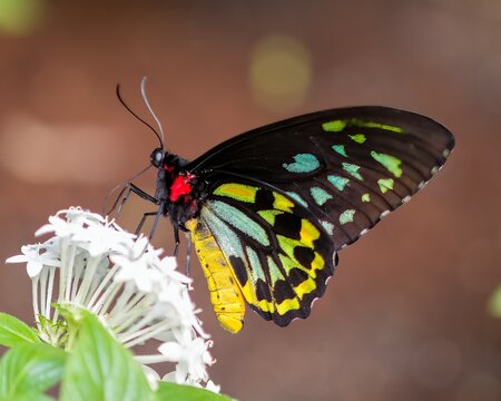 Queen Alexandra's Birdwing Butterfly on White Flower