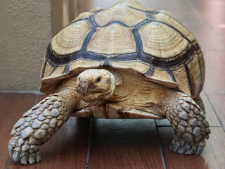 African spurred tortoise (Centrochelys sulcata), also known as the sulcata tortoise.	