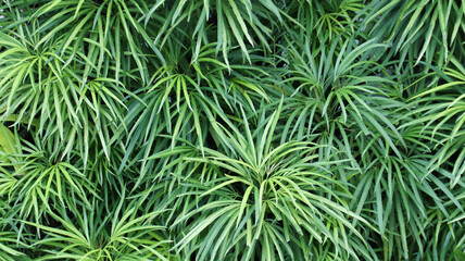 Osmoxylon lineare or Ararea or Aralea or Aralia or Miagos Bush is an ornamental plant belonging to the shrub, Green laeves natural background