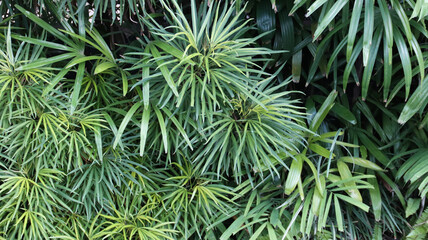 Osmoxylon lineare or Ararea or Aralea or Aralia or Miagos Bush is an ornamental plant belonging to the shrub, Green laeves natural background