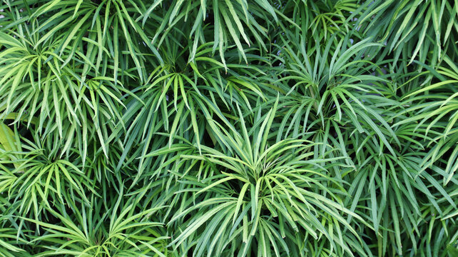Osmoxylon lineare or Ararea or Aralea or Aralia or Miagos Bush is an ornamental plant belonging to the shrub, Green laeves natural background