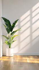 Fototapeta premium Sunlit Indoor Banana Plant in Minimalistic Room