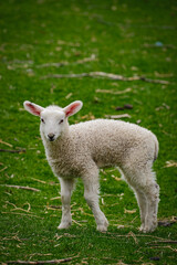 Border Leicester Sheep in Black Creek Village, Toronto, Ontario 
