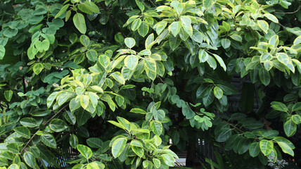 A fantastic picture of leaves suitable for background and wallpaper. Dense yellowish green Jerakah Tree leaf pattern 