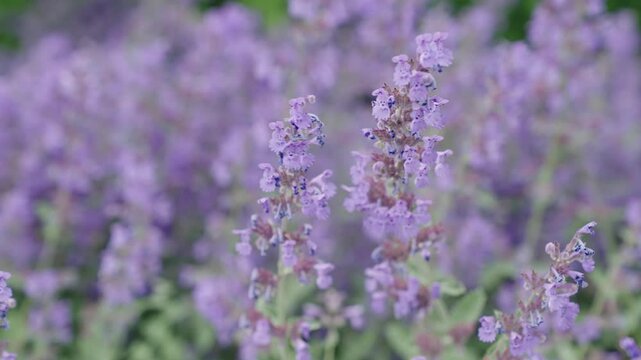Catnip or catmint herb. Catnip flower. Nepeta cataria blossoming in a garden on summer day. Beauty in nature. Summer nature blossom flower. Catnip blossom. Blooming catnip flower. Summer season