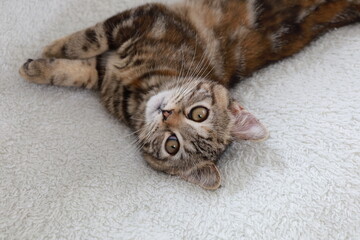 寝ながらカメラ目線のブリティッシュショートヘアー