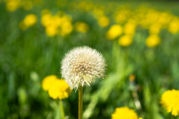 One white dandelion against a background of yellow dandelions.
