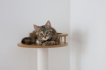 キャットタワーの上から見る子猫