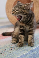 眠そうなブリティッシュショートヘアーの子猫