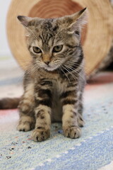 Naklejka premium 寝起きの子猫