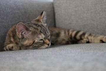 ソファーでくつろぐ子猫