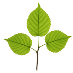A close up of a green leaf with three lobes on a black background on transparent background
