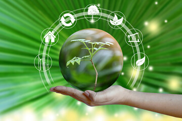 Human Hand holding Tree on green bokeh background. Concept of World Environment Day, eco earth day, Preserve Nature, energy in nature. 