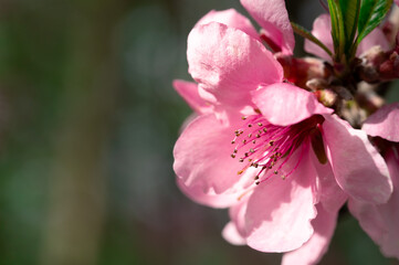 A pink cherry blossom in the sun, green copy space on left