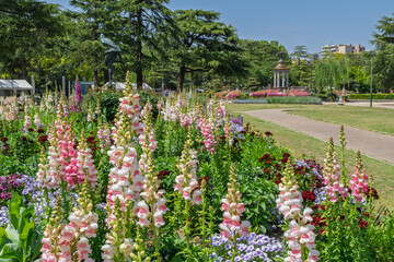 満開のルピナス（愛知県名古屋市　鶴舞公園）