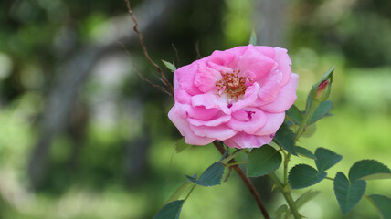 Delicate pink roses in bloom on summer branches in garden