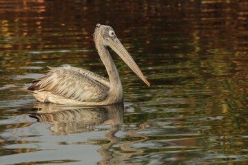 Beautiful Pelican in the lake, Sri Lanka 