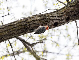 Red-bellied Woodpecker (Melanerpes carolinus) upside down on a tree branch in Iowa