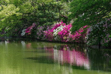 九華公園のつつじ（三重県桑名市）