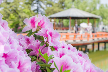 九華公園のつつじ（三重県桑名市）