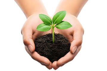 Photo of Hands Holding A Young Plant with Green Leaves in Soil on Transparent Background