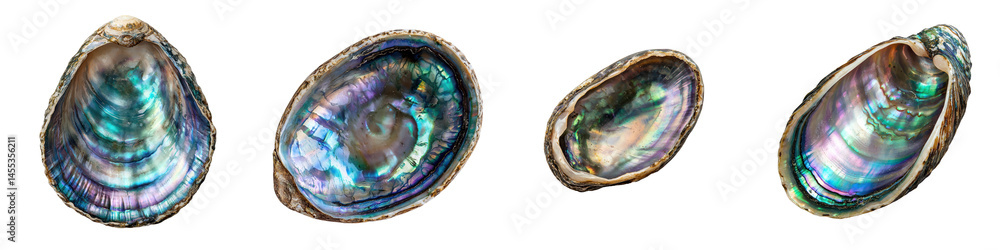 Poster iridescent abalone seashells in various shapes and colors