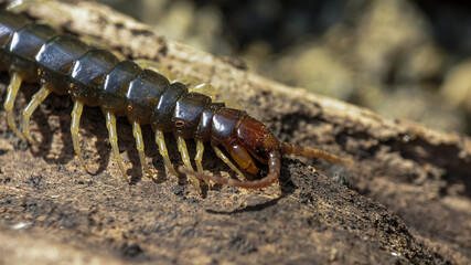 Centipedes on rotting wood, looking creepy with lots of legs and venomous