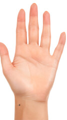 Realistic Image Of A Human Hand In Detail Isolated On Transparent Background