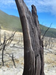 dead tree on the beach