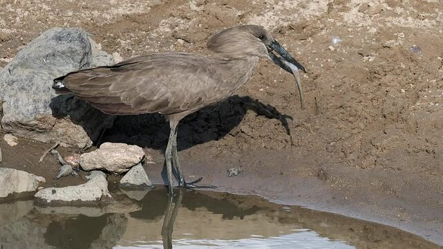 Close-up profile view: Hamerkop bird swallows small fish at pond