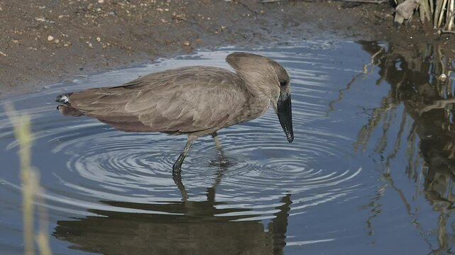 Close up Hamerkop wading bird stirs up pond bottom looking for fish