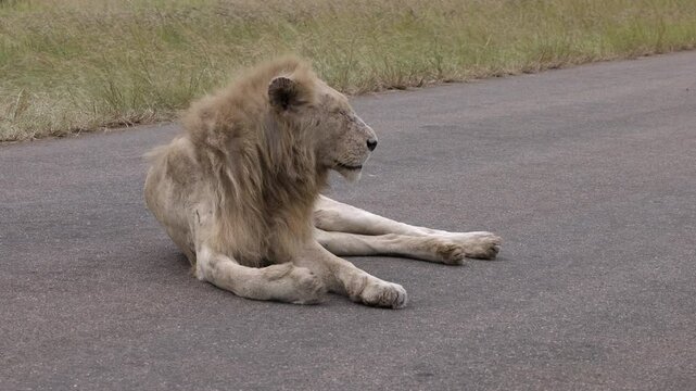 Senior white lion in Kruger NP, Casper reclines for a nap in the road