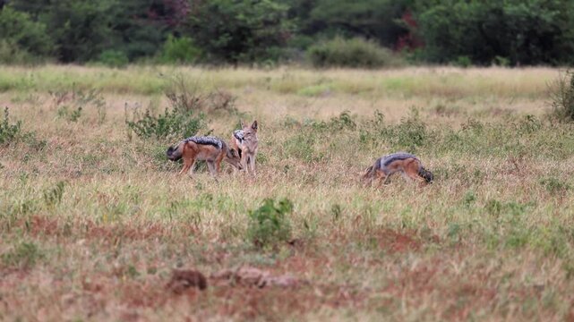 Black-backed jackal demonstrates submissive behaviour meeting others