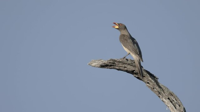 Yellow-billed oxpecker bird vocalizes from perch against clear blue sky