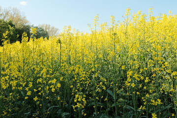 walking trail through rapeseed yellow flower fields and forest trees in springtime under bright blue sky. High quality photo