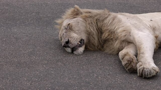 Casper, an old white lion in Kruger National Park, sleeps on roadway