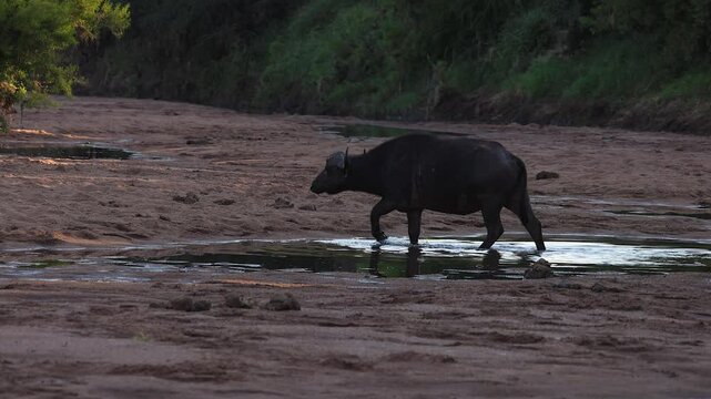 Lone Cape buffalo walks onto sandy riverbank in shaded river valley