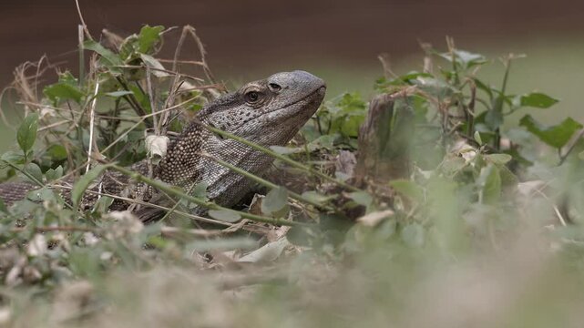 Close up head, face portrait of rock monitor lizard in ground foliage
