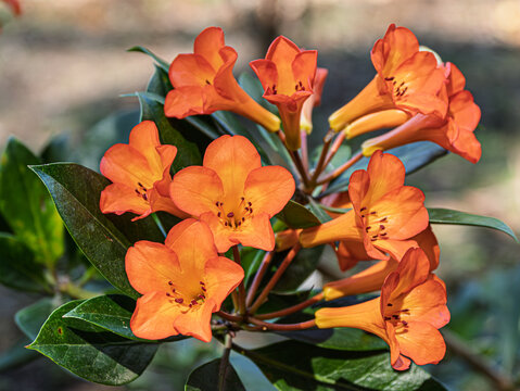  Vireya Rhododendron Orange Way Separated Blooms