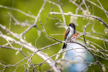 Eastern Kingbird perched on a branch