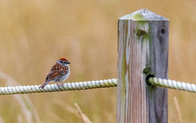 Chipping sparrow perched on a rope fence