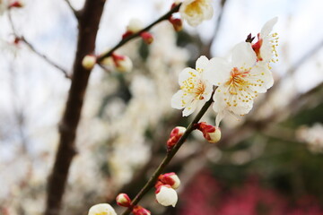 白い梅の花　紅さし