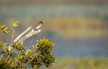Eastern Pheobe perched on a branch