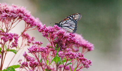butterfly on thistle